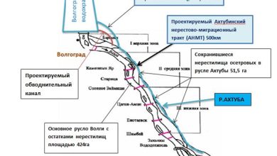 Photo of Миграции осетровых в океанах