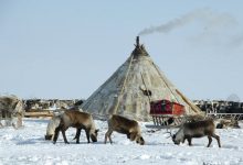 Photo of Тундра — дом осетровых