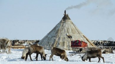 Photo of Тундра — дом осетровых