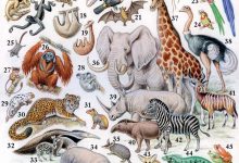 Photo of Экваториальные леса и осетровые