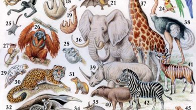 Photo of Экваториальные леса и осетровые