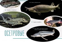 Photo of Осетровые и сохранение видов