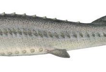 Photo of Разнообразие мест обитания осетровых