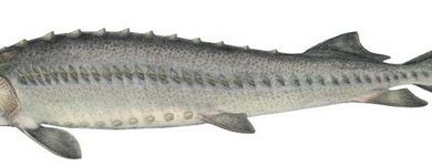 Photo of Разнообразие мест обитания осетровых