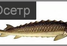 Photo of Осетр в панировке с чесноком