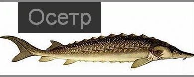 Photo of Осетр в панировке с чесноком