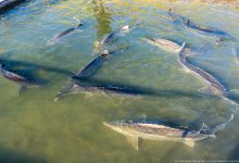 Photo of Ледяные воды для осетровых