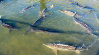 Photo of Размножение осетровых в реках