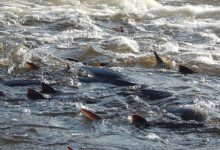 Photo of Реки как дом для осетровых