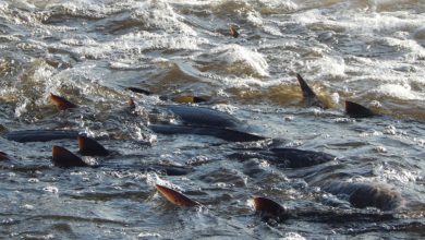 Photo of Реки как дом для осетровых