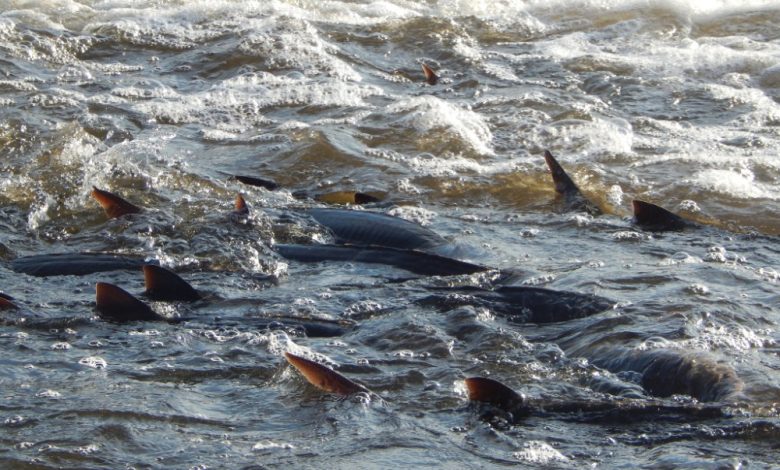 Photo of Реки как дом для осетровых