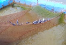 Photo of Питание осетровых в водоемах