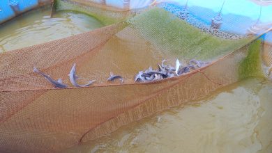 Photo of Питание осетровых в водоемах