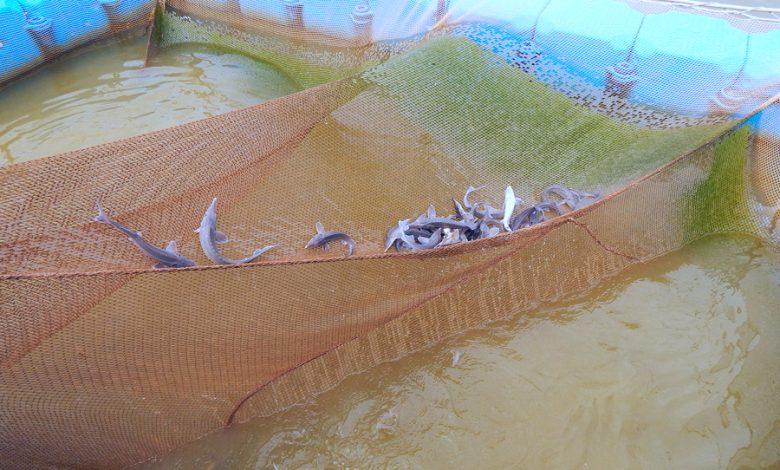Photo of Питание осетровых в водоемах
