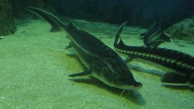 Photo of Активность осетровых в ночное время