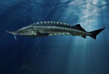 Photo of Самые крупные осетровые рыбы