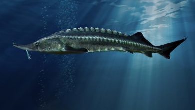 Photo of Самые крупные осетровые рыбы
