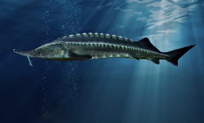 Photo of Осетровые рыбы в мире