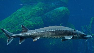 Photo of Моря и океаны для осетровых