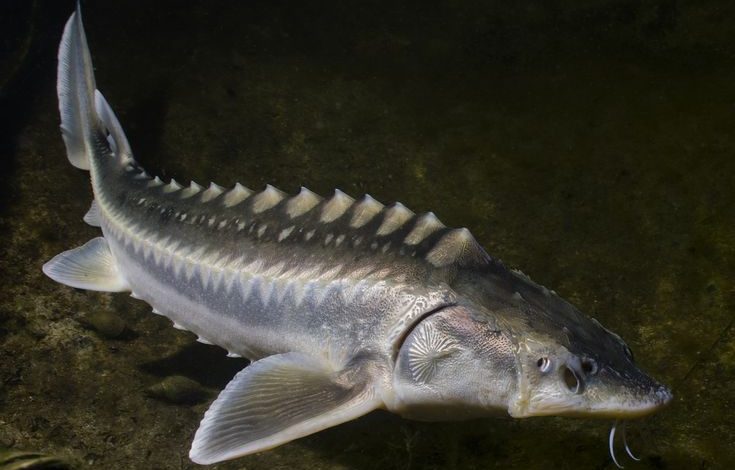 Photo of Уникальные виды осетровых