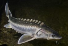 Photo of Осетровые рыбы в природе