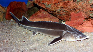 Photo of Осетровые рыбы их виды