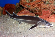 Photo of Осетровые рыбы: виды и особенности