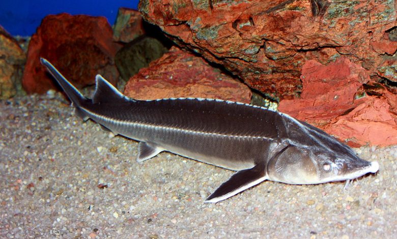 Photo of Осетровые рыбы: виды и особенности