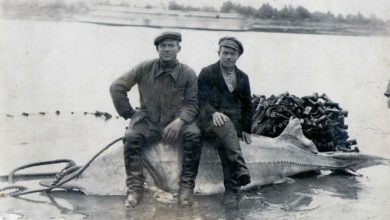 Photo of Осетровые и человеческое вмешательство