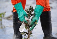 Photo of Мангровые заросли для осетровых