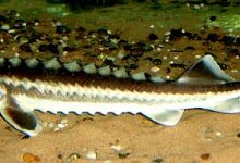 Photo of Осетровые их обитатели морей