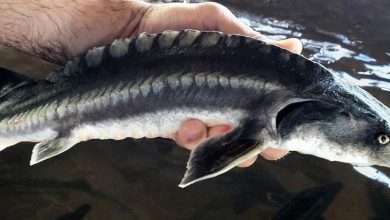 Photo of Разнообразие видов осетровых