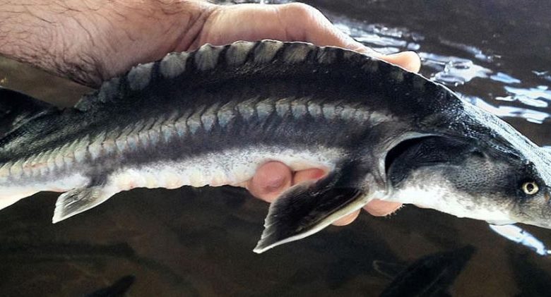 Photo of Разнообразие видов осетровых