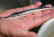 Photo of Основные виды осетровых рыб