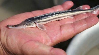 Photo of Основные виды осетровых рыб