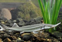 Photo of Осетровые рыбы виды и характеристики