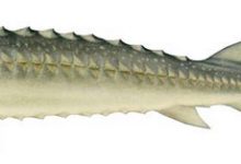 Photo of Прибрежные зоны осетровых